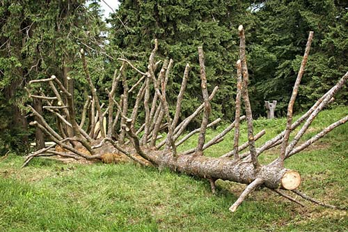 dead tree on the ground North-Richland-Tree-Service-Experts-fallen-tree