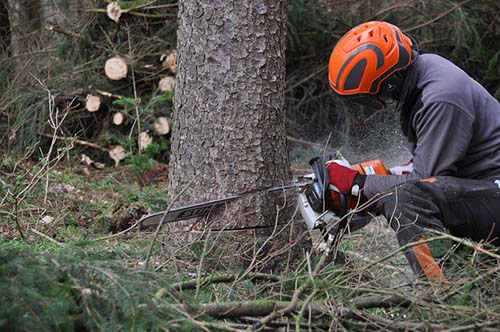tree worker grinding a tree North-Richland-Tree-Service-Experts-guy-grinding