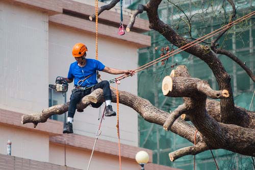 tree guy trimming the tree North-Richland-Tree-Service-Experts-guy-trimming-tree
