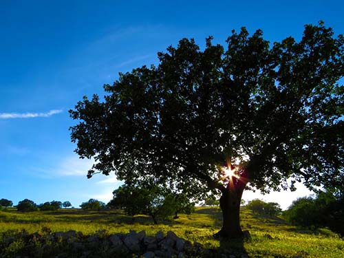 North-Richland-Hill-Huge-tree