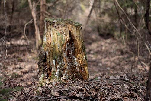 bottom of the tree North-Richland-Tree-Service-Experts-stump