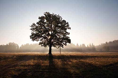 North-Richland-Tree-Service-Experts-tree-under-the-sun